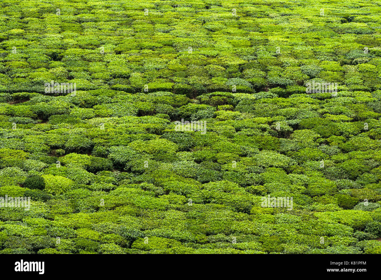 Tea plants growing on hill field on tea plantation, Kenya Stock Photo