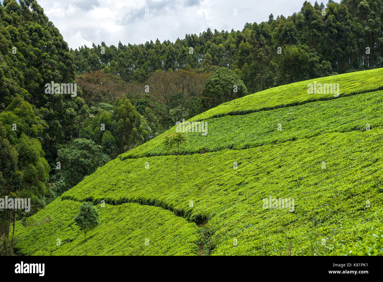 Hills with fields of tea plants in tea plantations, Kenya Stock Photo