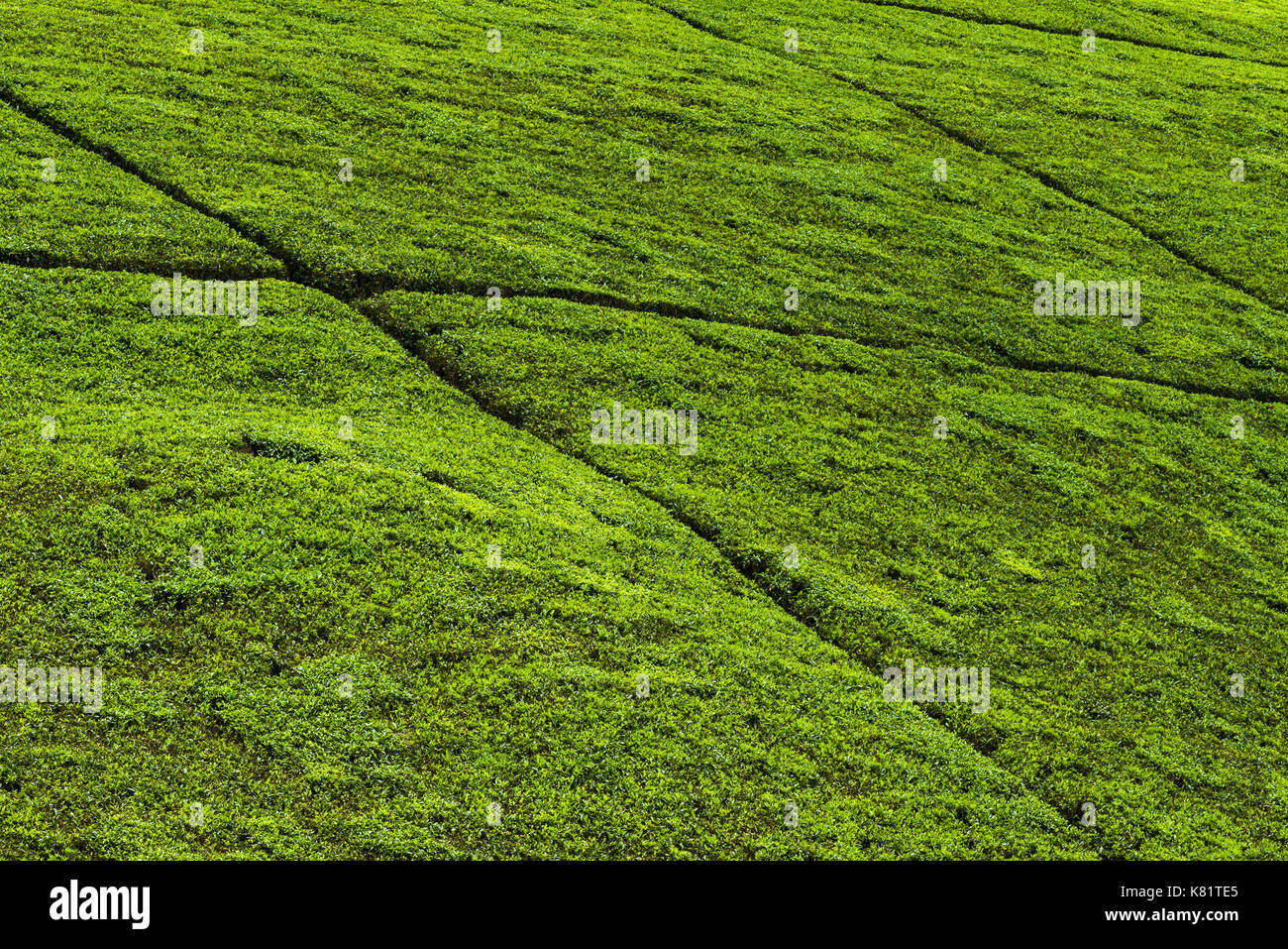 Abstract view of tea plantation tea plants growing on hill with paths cutting through them, Kenya Stock Photo