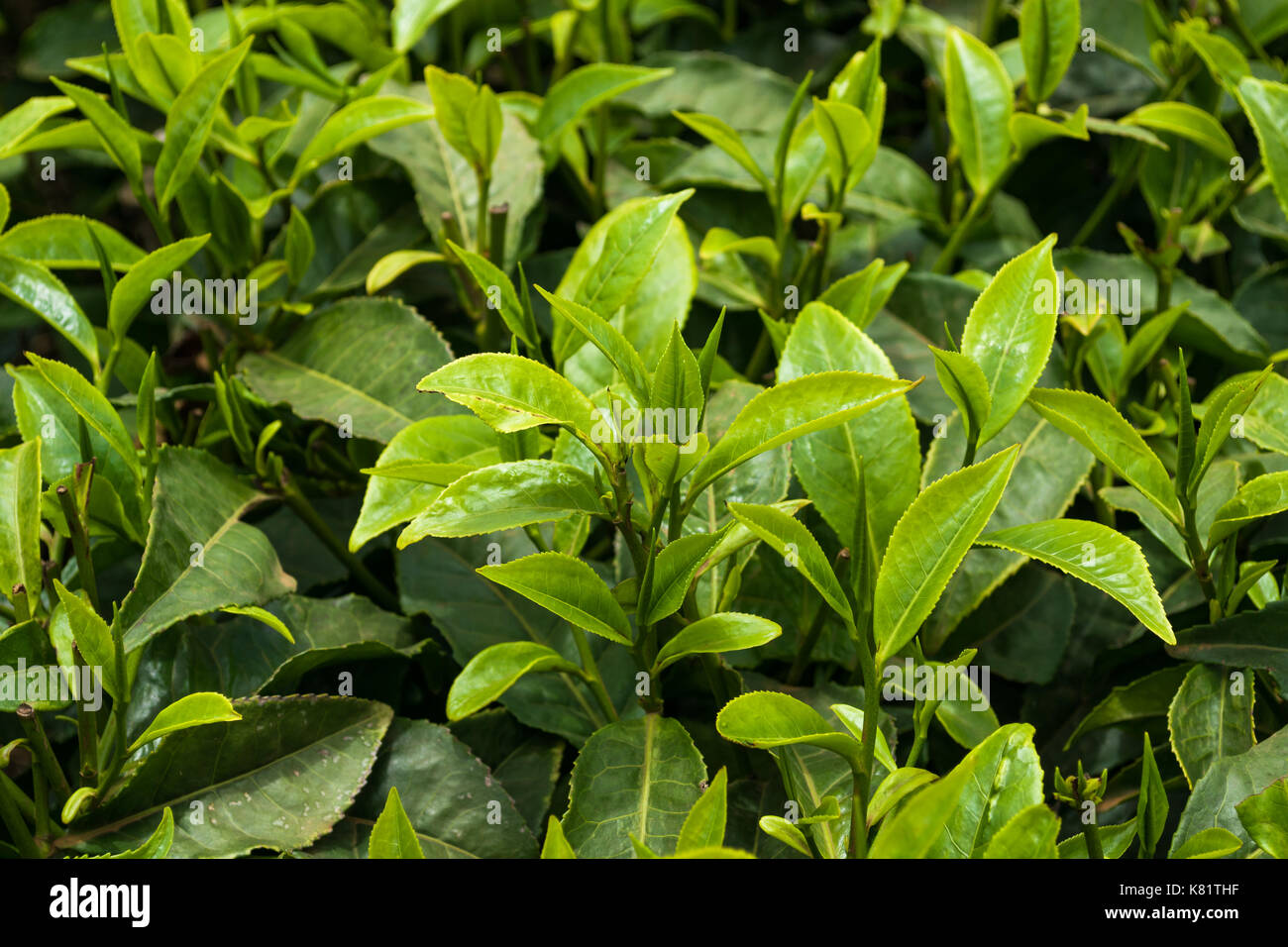Tea plant leaves (Camellia sinensis), Kenya Stock Photo