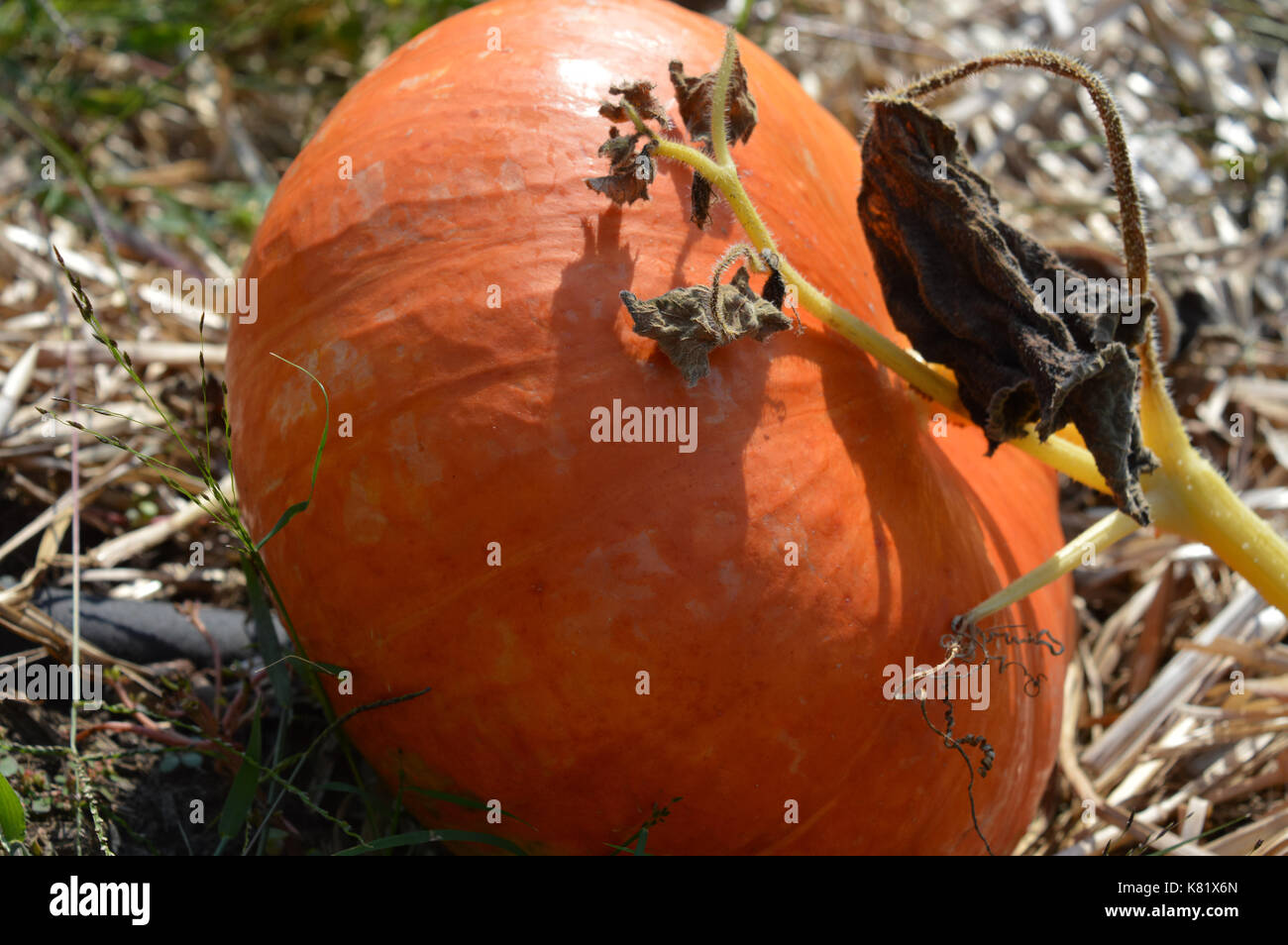 Pumpkin in the garden Stock Photo - Alamy