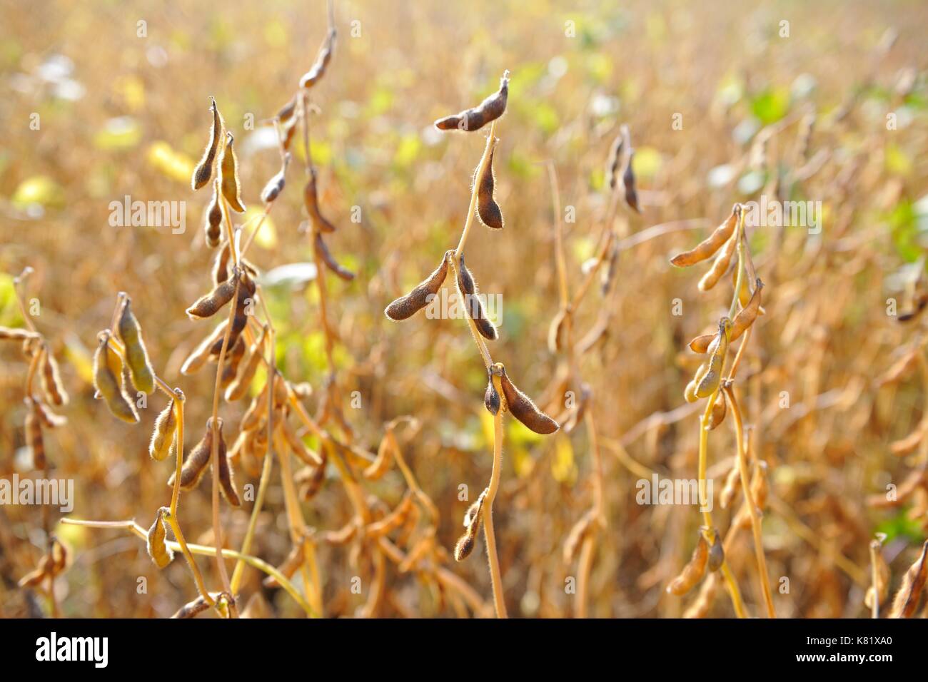 Soya beans (Glycine max) with ripe pods, Baden-Württemberg, Germany Stock Photo