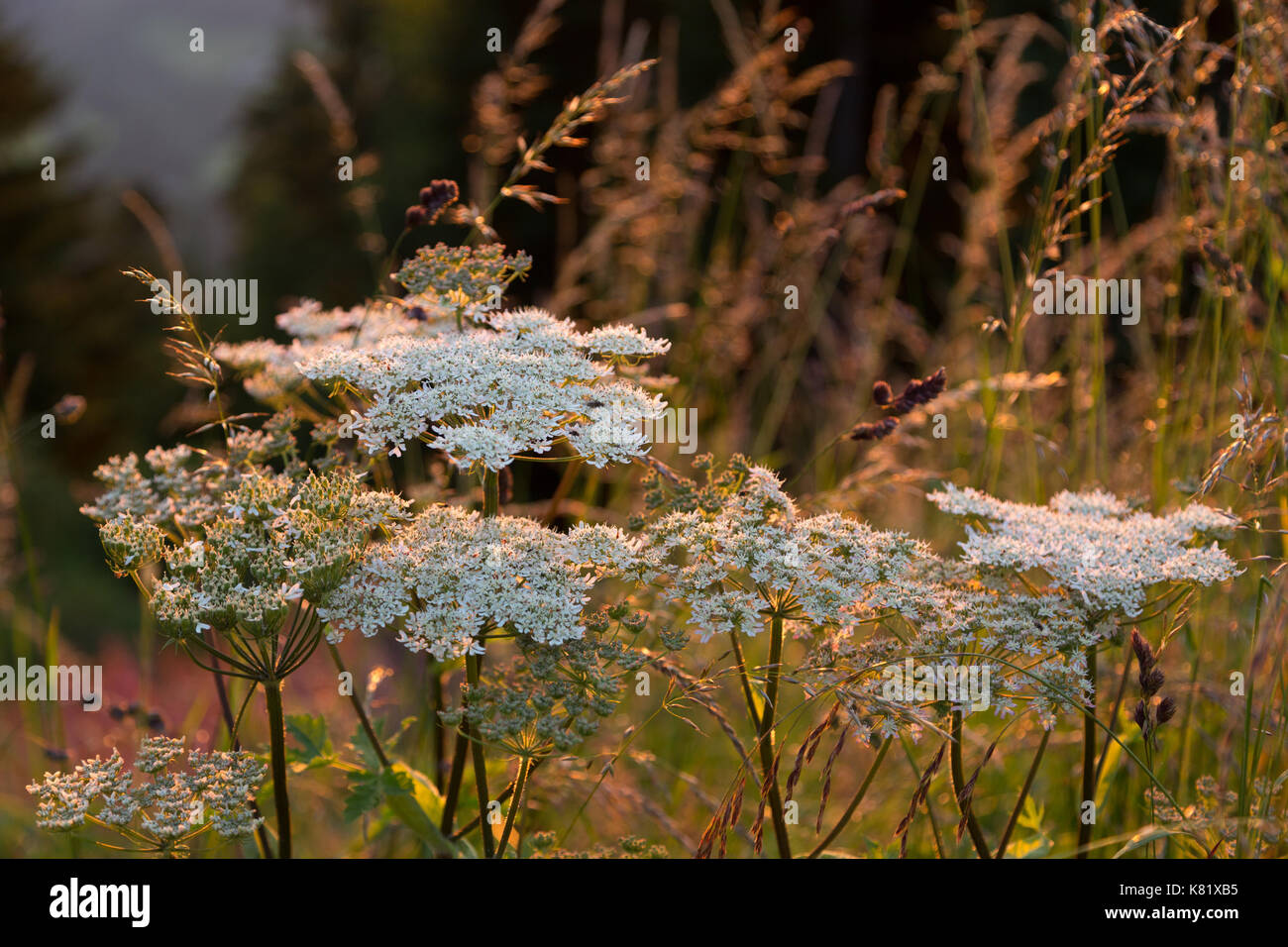 Umbellifers, alpine meadow, Berchtesgadener Land, Germany Stock Photo