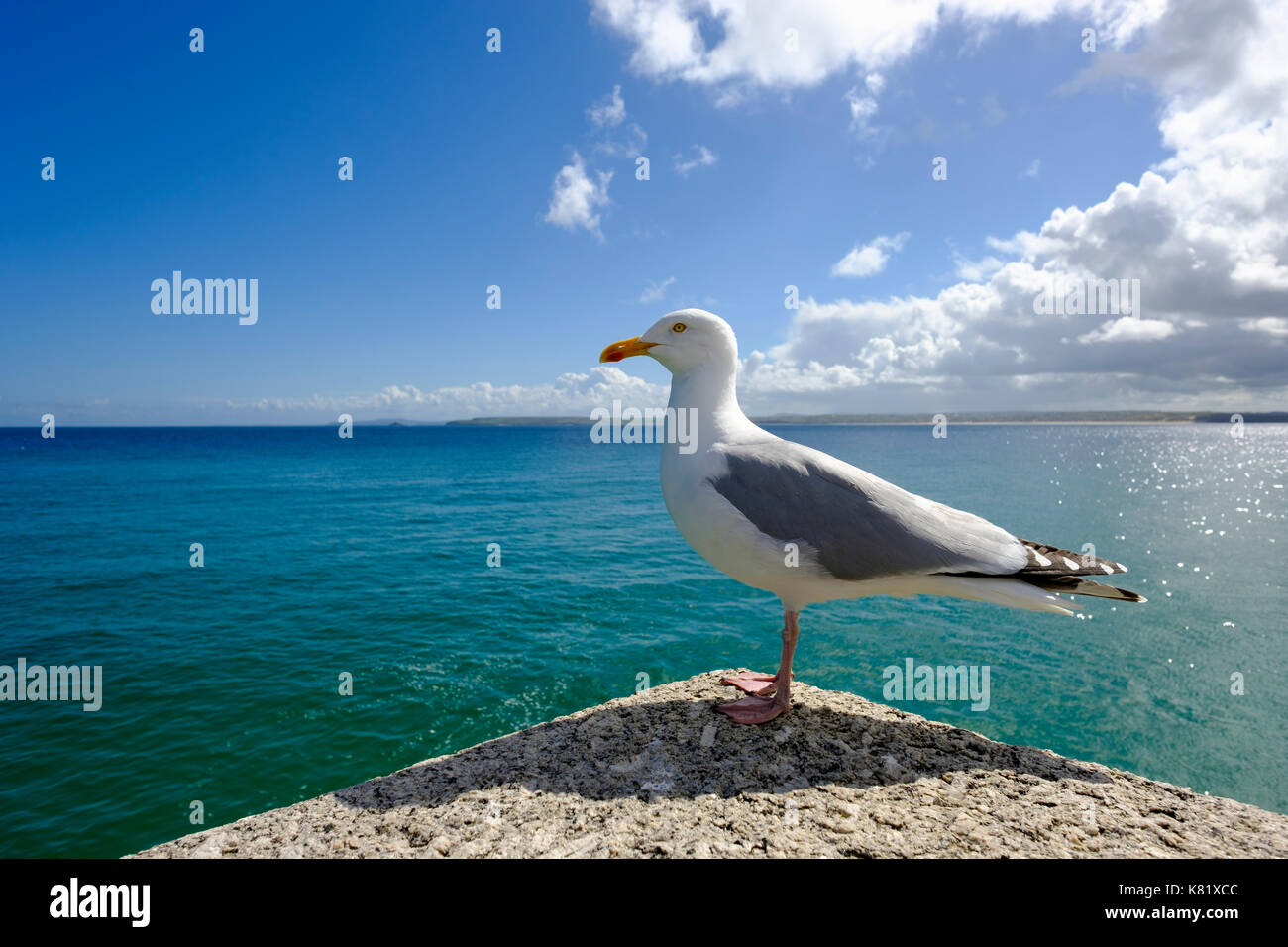 European herring gull (Larus argentatus), St Ives, Cornwall, England, Great Britain Stock Photo