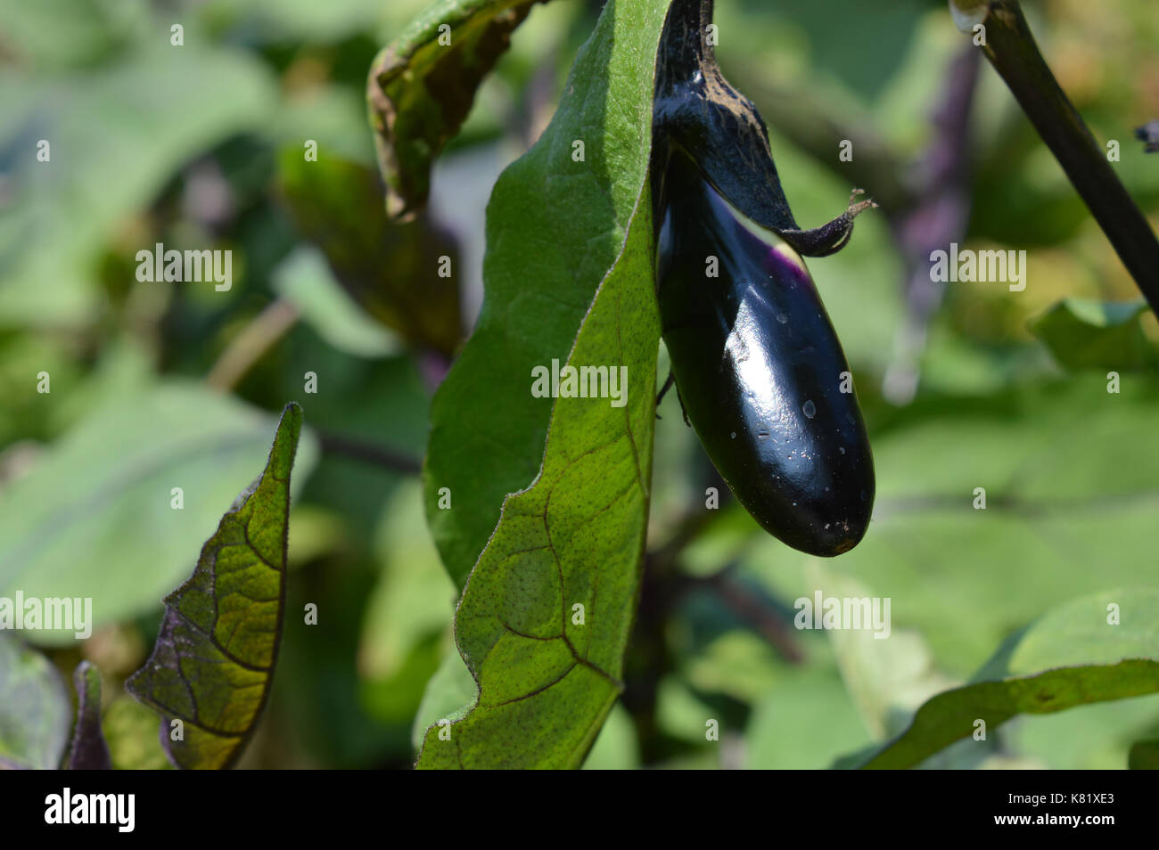 Eggplant in the garden Stock Photo Alamy