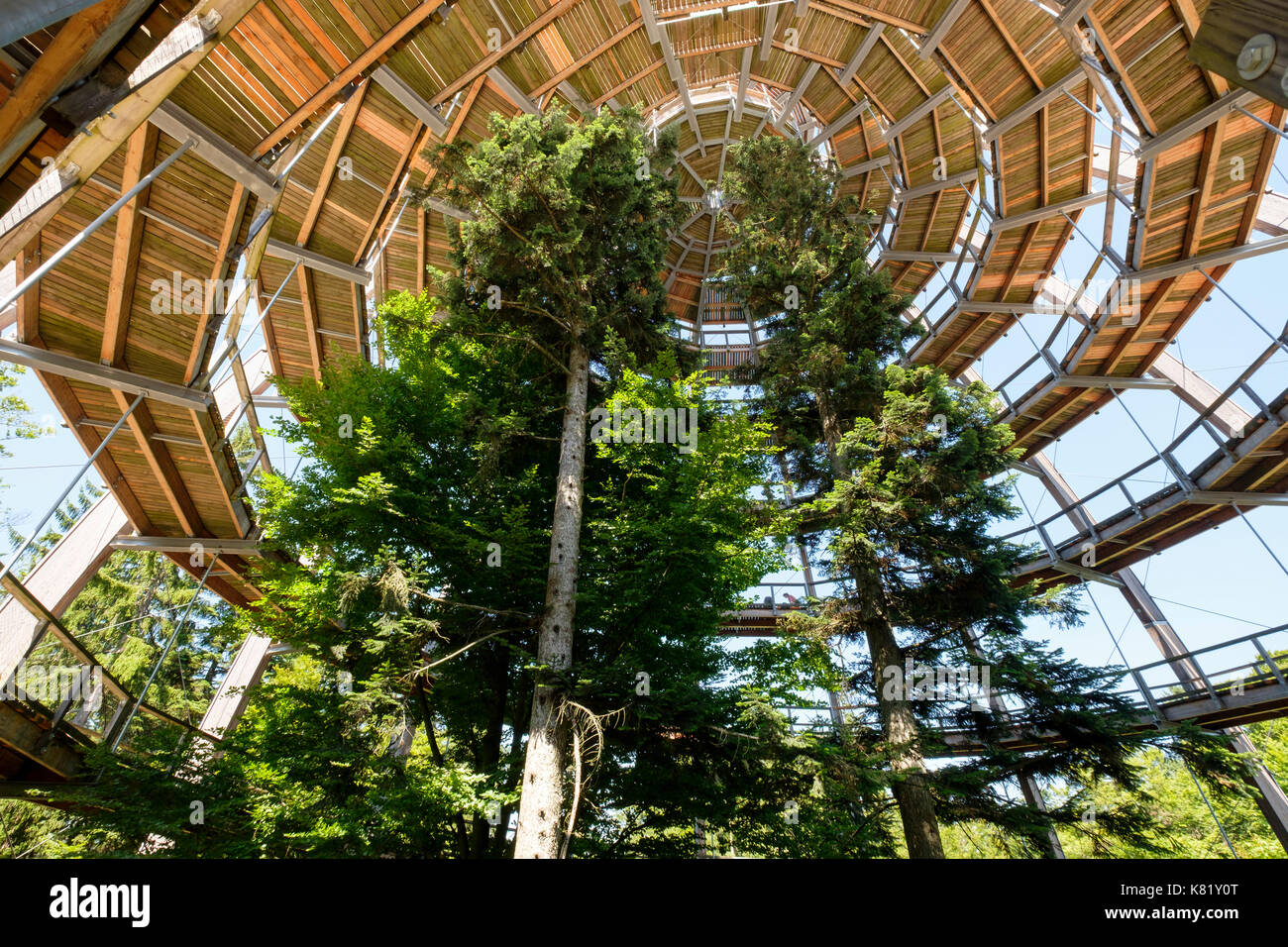 Tree tower, tree top path Bavarian Forest, Neuschönau, Bavarian Forest National Park, Lower Bavaria, Bavaria, Germany Stock Photo