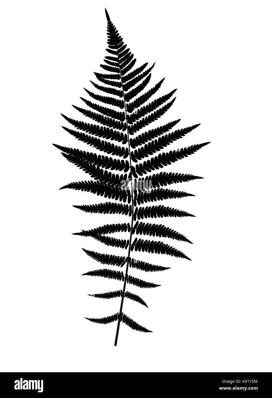 Fern Leaf Silhouette Vector Background Illustration Stock Vector