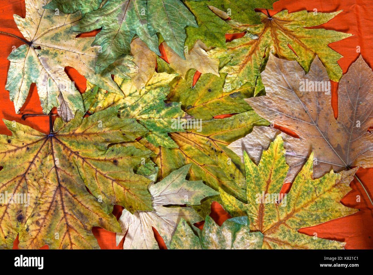 Fall Leaves Stock Photo