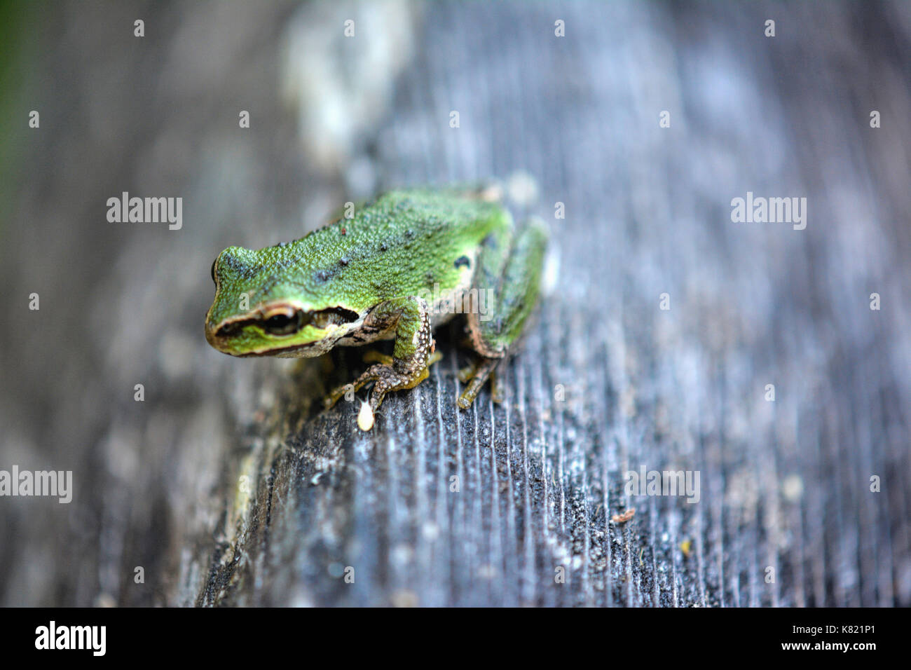Tree frogs Stock Photo