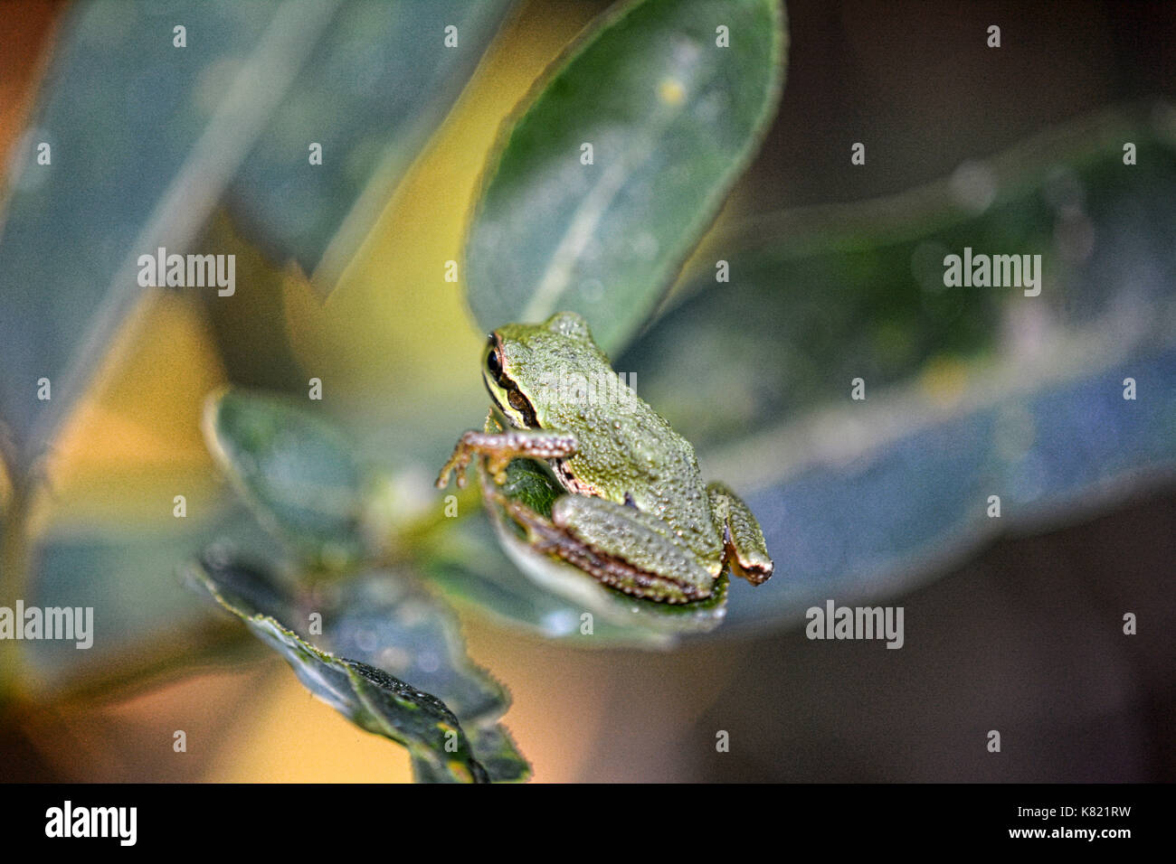 Tree frogs Stock Photo
