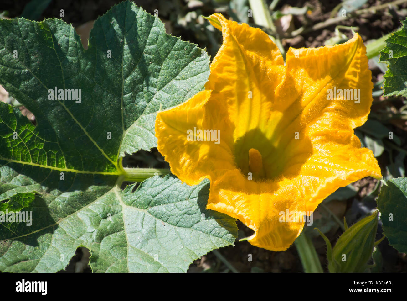 Pumpkin flower vine hi-res stock photography and images - Alamy