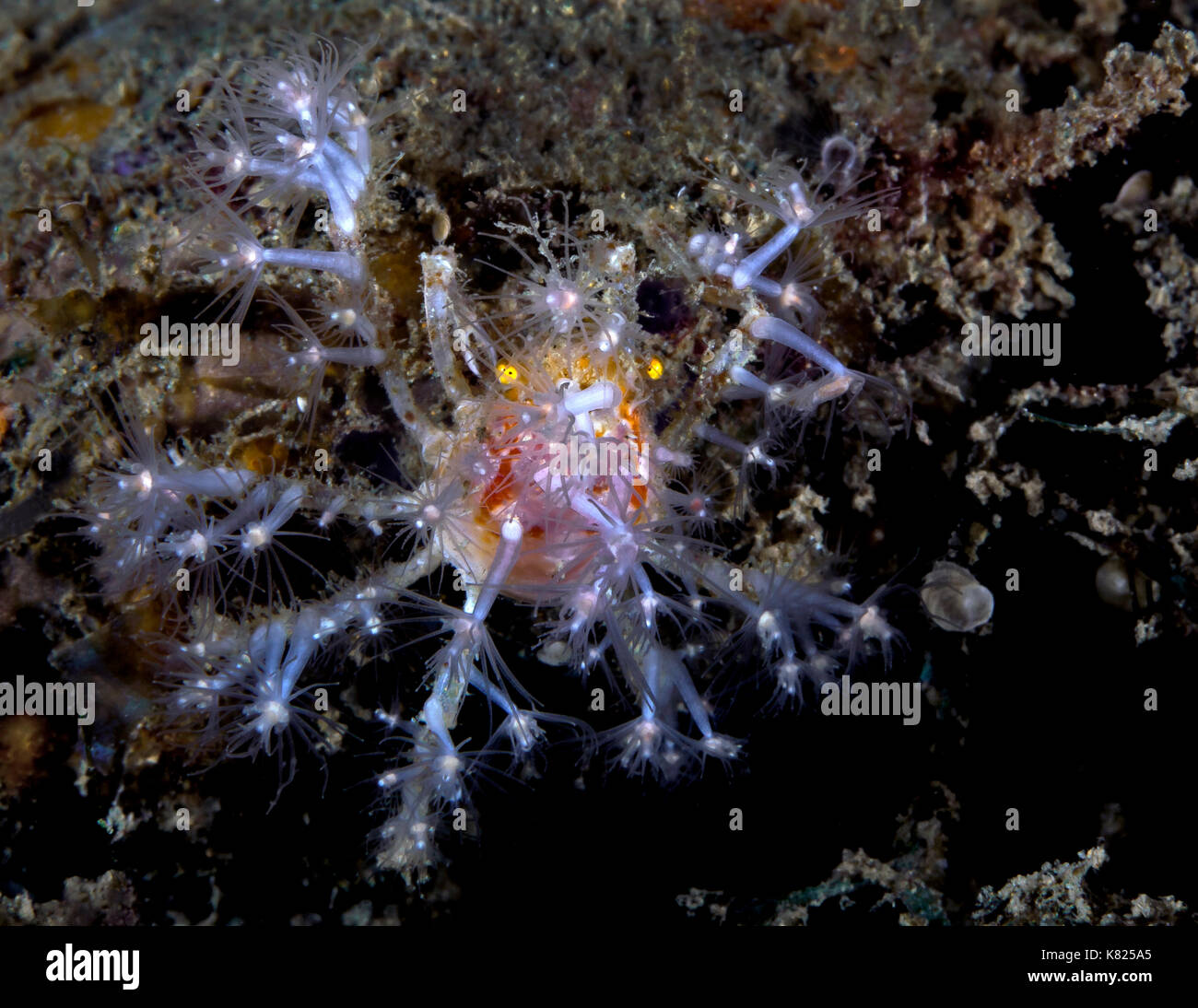 Spider crab decorated with coral polyps. Ambon, Indonesia. Stock Photo