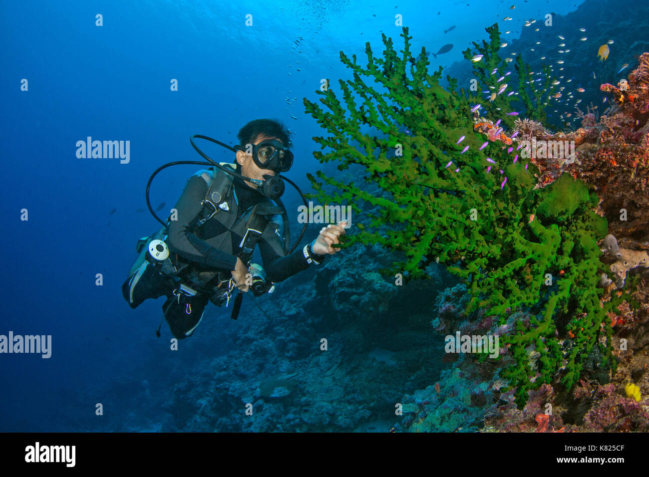 Malaysian dive master inspects green velvet coral (Acropora sp.) for commensal critters. Spratly Islands, South China Sea. Stock Photo
