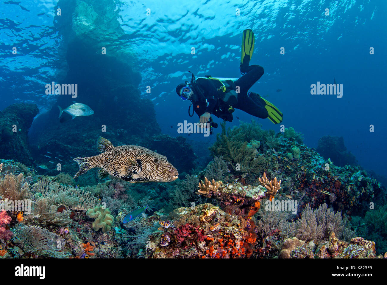 Scuba diver looks on as large map pufferfish (Arothron mappa) swims through coral reef. Raja Ampat, Indonesia. Stock Photo
