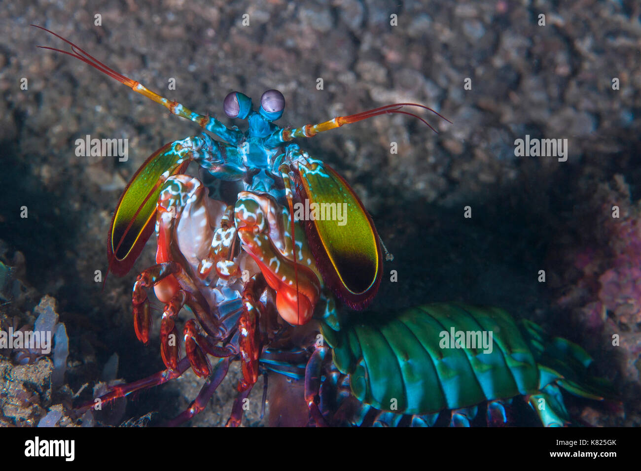 Peacock mantis shrimp (Odontodactylus scyllarus) shows its colors. Lembeh Straits, Indonesia. Stock Photo