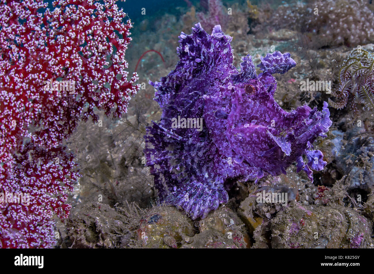 Rhinopias frondosa, also known as weedy scorpionfish sits on seafloor camouflaged next to a soft coral tree. Ambon, Indonesia Stock Photo