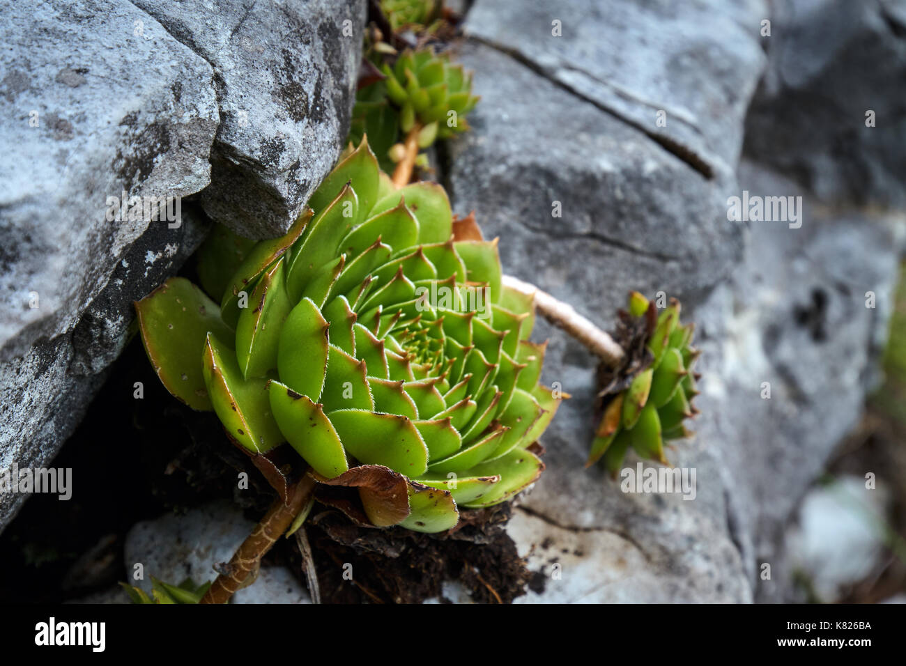 Small aloe vera plant grown between rocks in the mountain Stock Photo