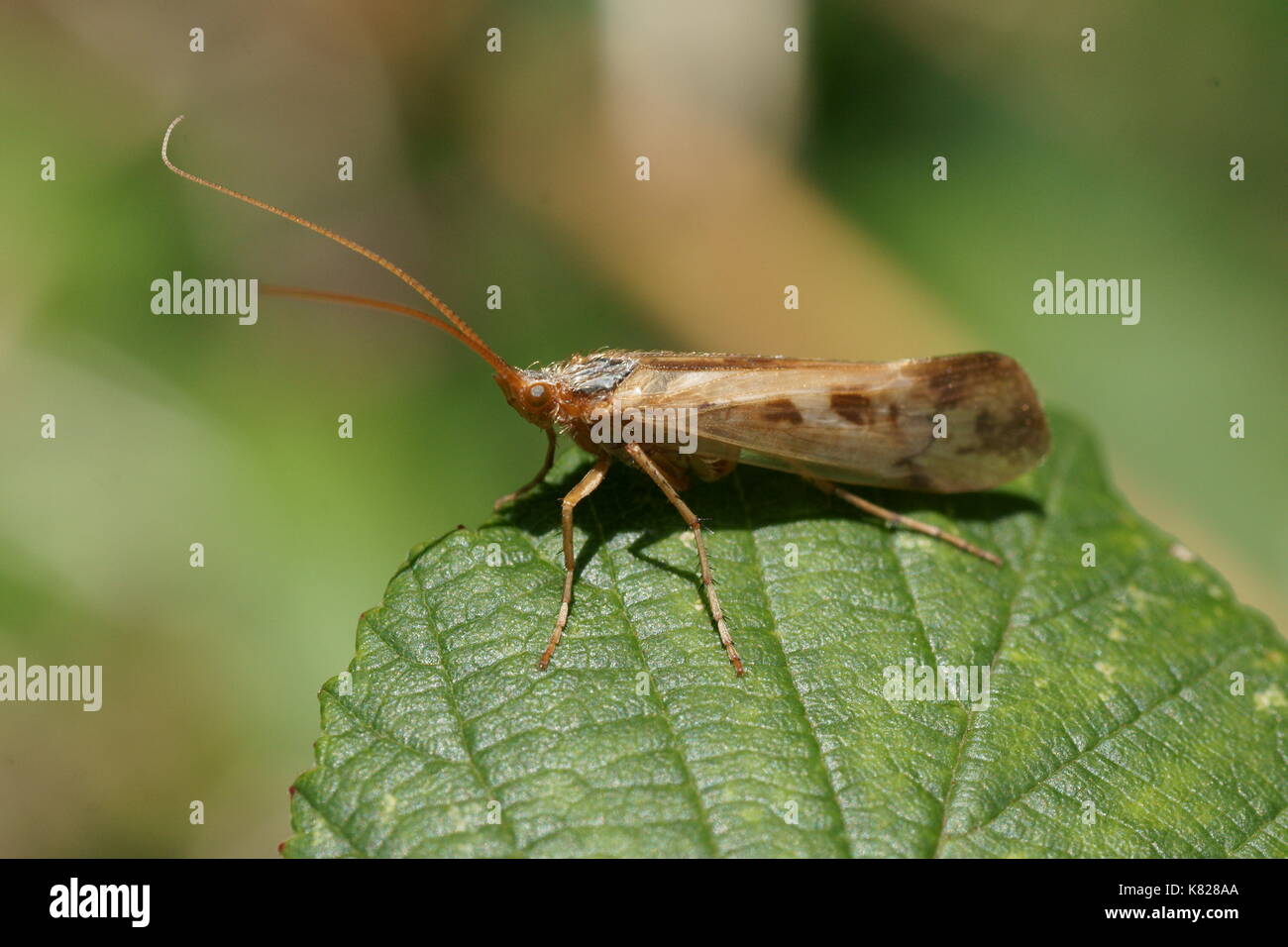Caddis fly hires stock photography and images Alamy