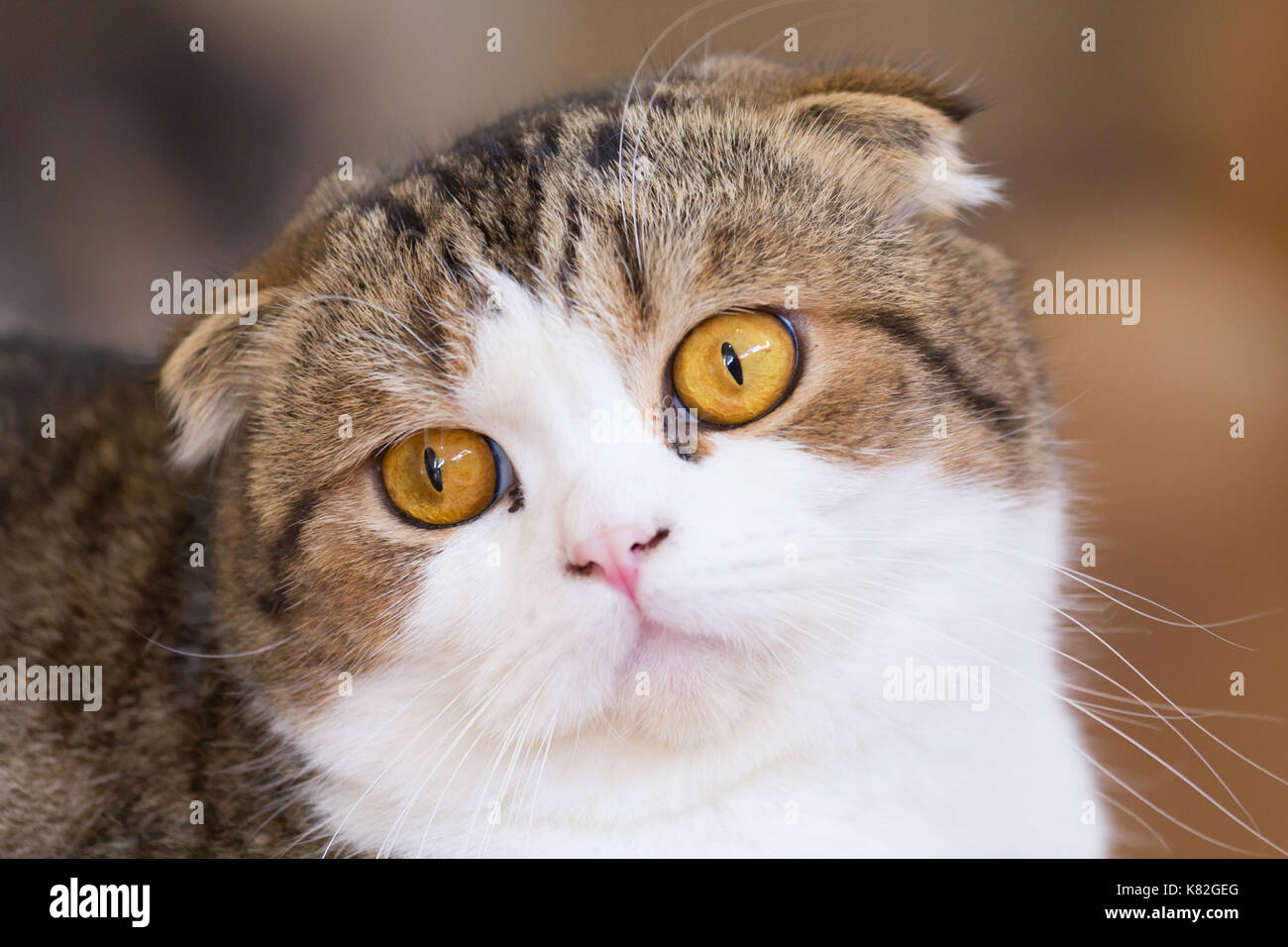 Scottish Shorthair Cat Stock Photos Scottish Shorthair Cat Stock