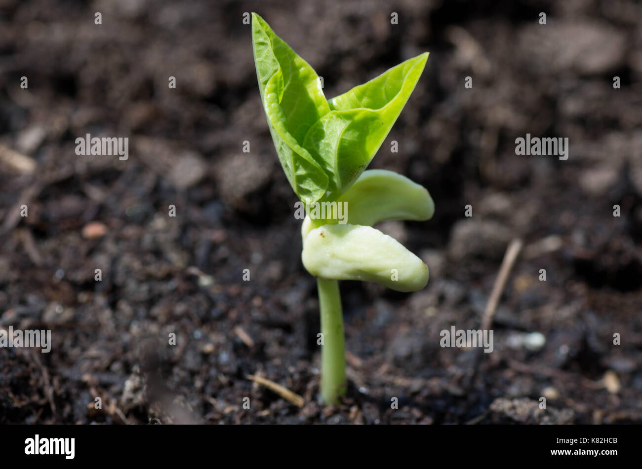 Close up of Bean plant in organic soil Stock Photo