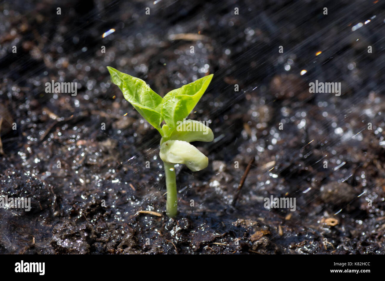 Close up of Bean plant in organic soil Stock Photo