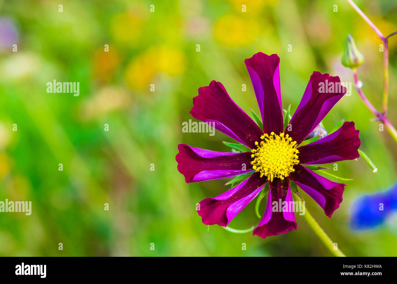 Flower blackbackground hi-res stock photography and images - Alamy