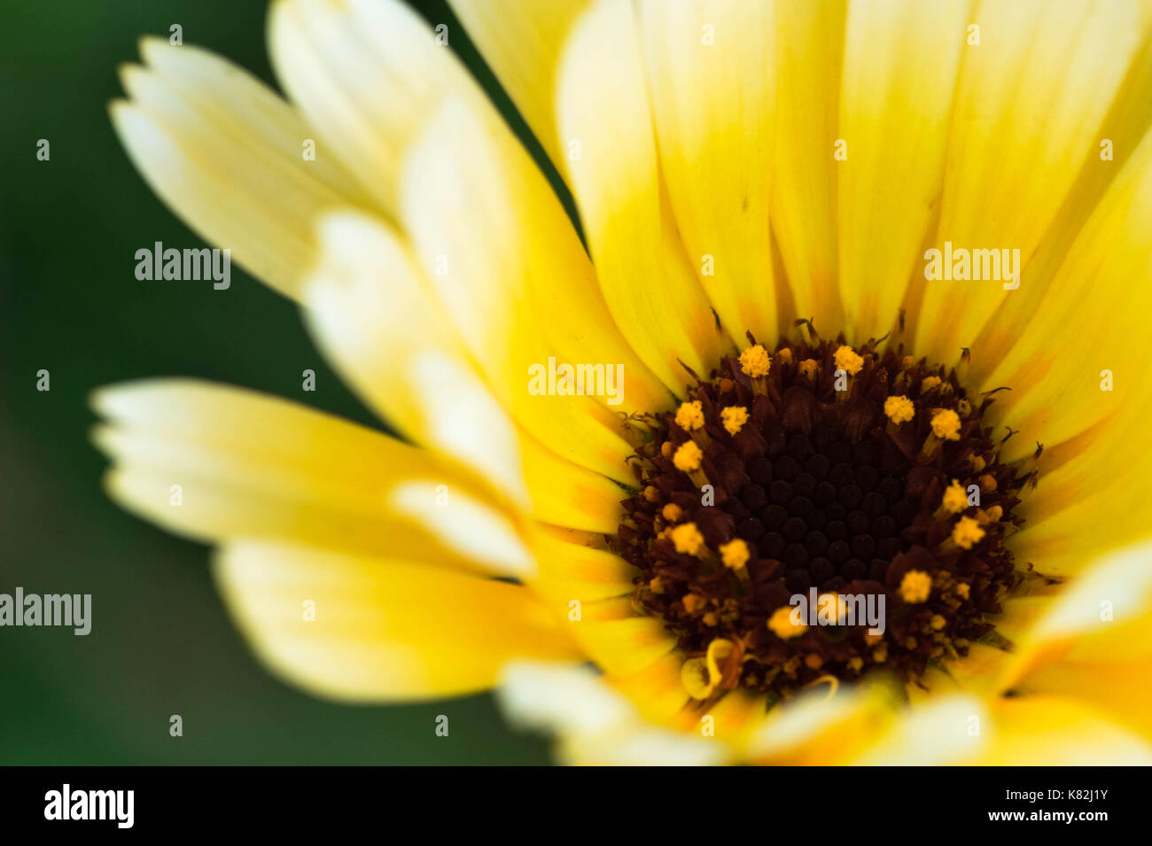 Flower blackbackground hi-res stock photography and images - Alamy