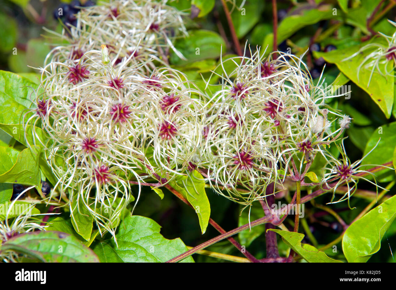 Travelers Joy, Old Man's Beard (Clematis vitalba), flower, Hampshire, England Stock Photo