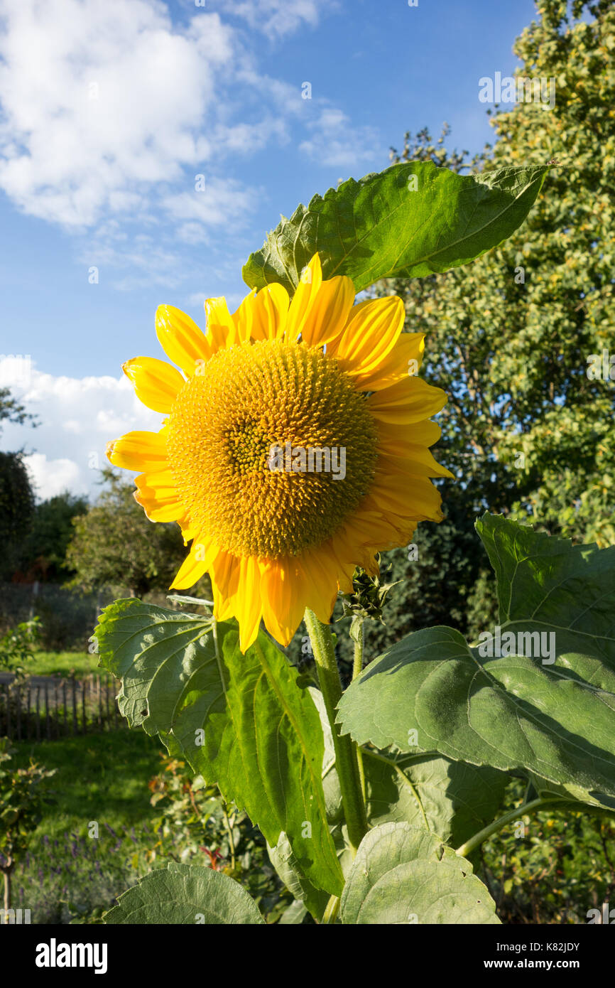 A common sunflower, or Helianthus annuus, in bloom. Stock Photo