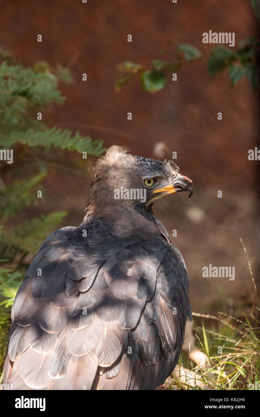 African Crowned Eagle Stephanoaetus Coronatus Is A Bird Of Prey Found