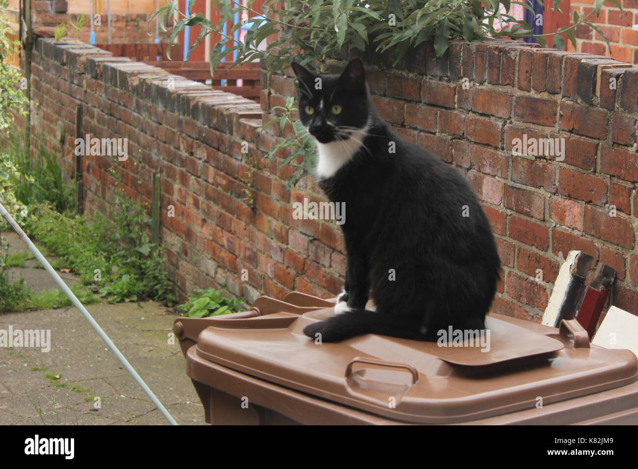 Cat sat on a bin Stock Photo