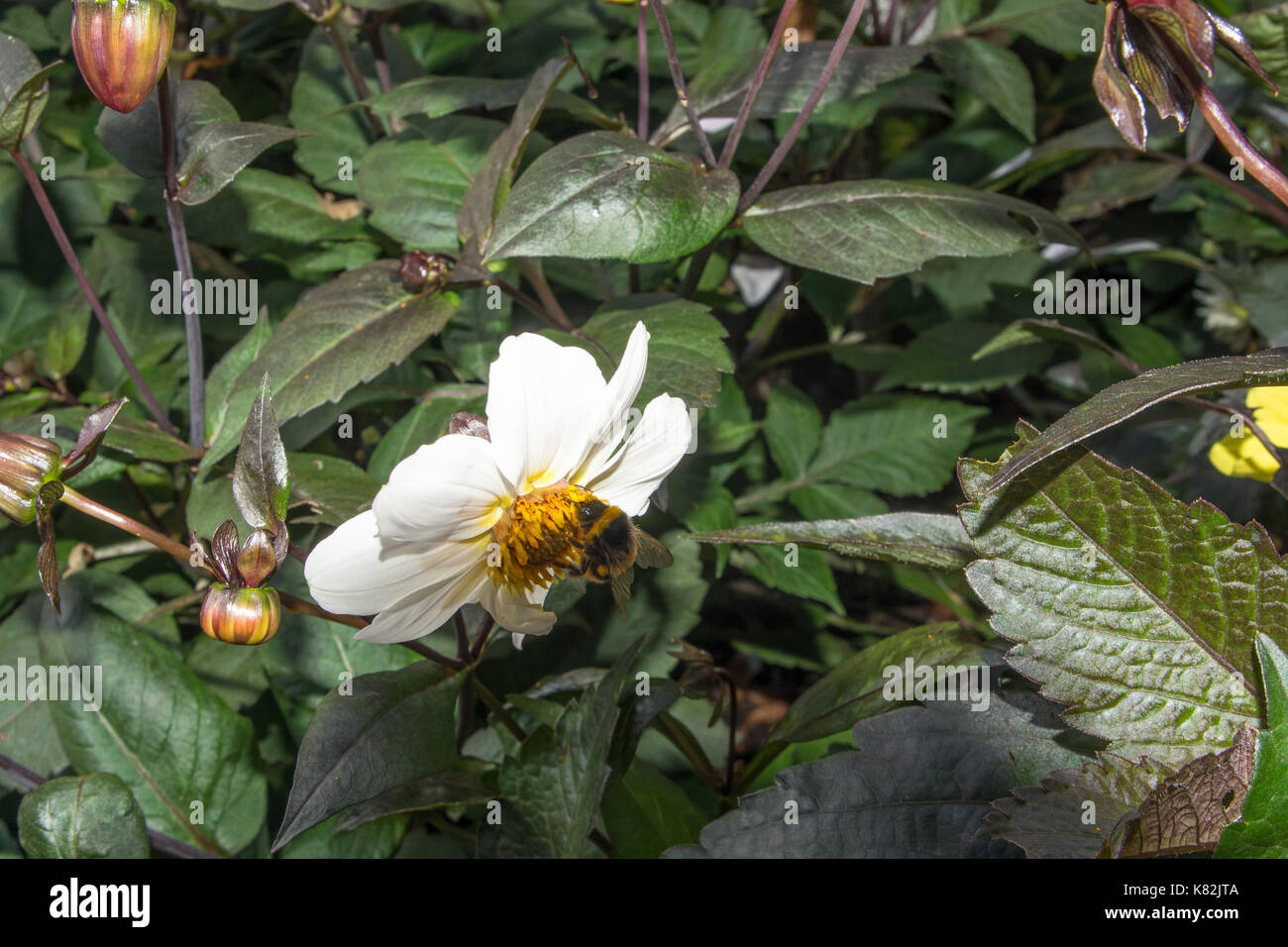 English country garden in summer Stock Photo - Alamy