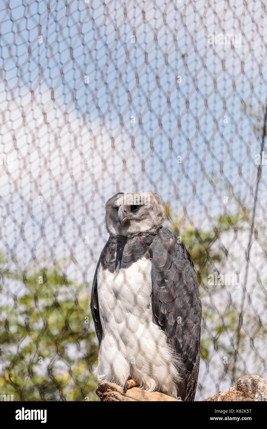 Harpy eagle Harpia harpyja is a large eagle found in Mexico and Brazil. Stock Photo