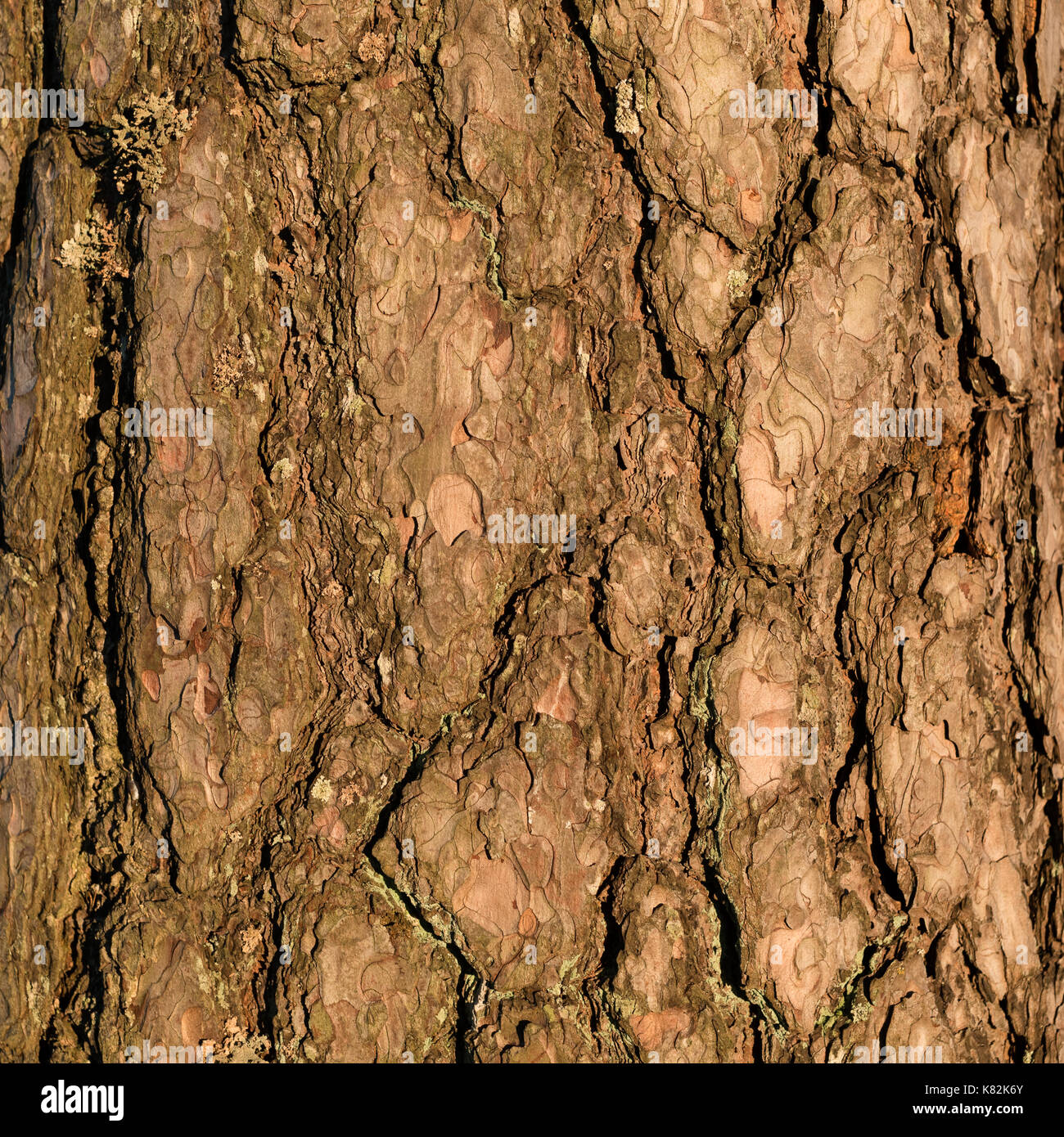 tree bark close-up Stock Photo