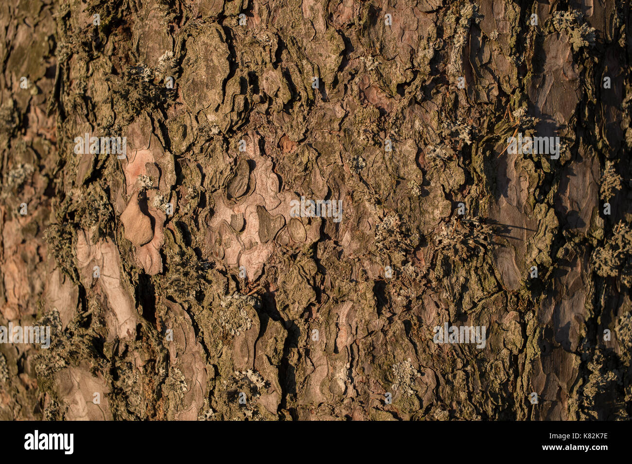 tree bark close-up Stock Photo