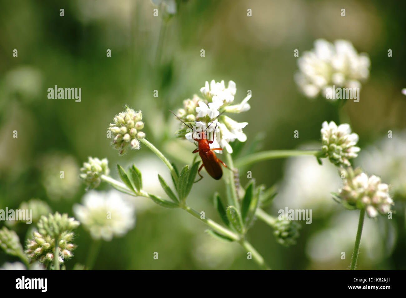 The close-up of a red soldier beetle on a flower umbels from dorycnium. Stock Photo