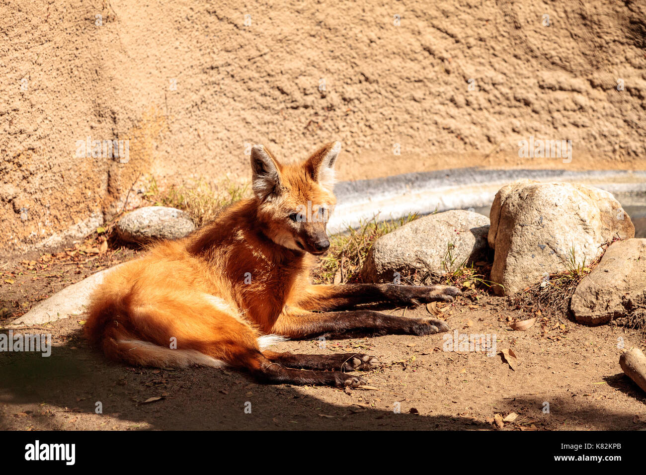 Maned wolf Chrysocyon brachyurus can be found in the grasslands of Bolivia, Brazil and Paraguay. Stock Photo