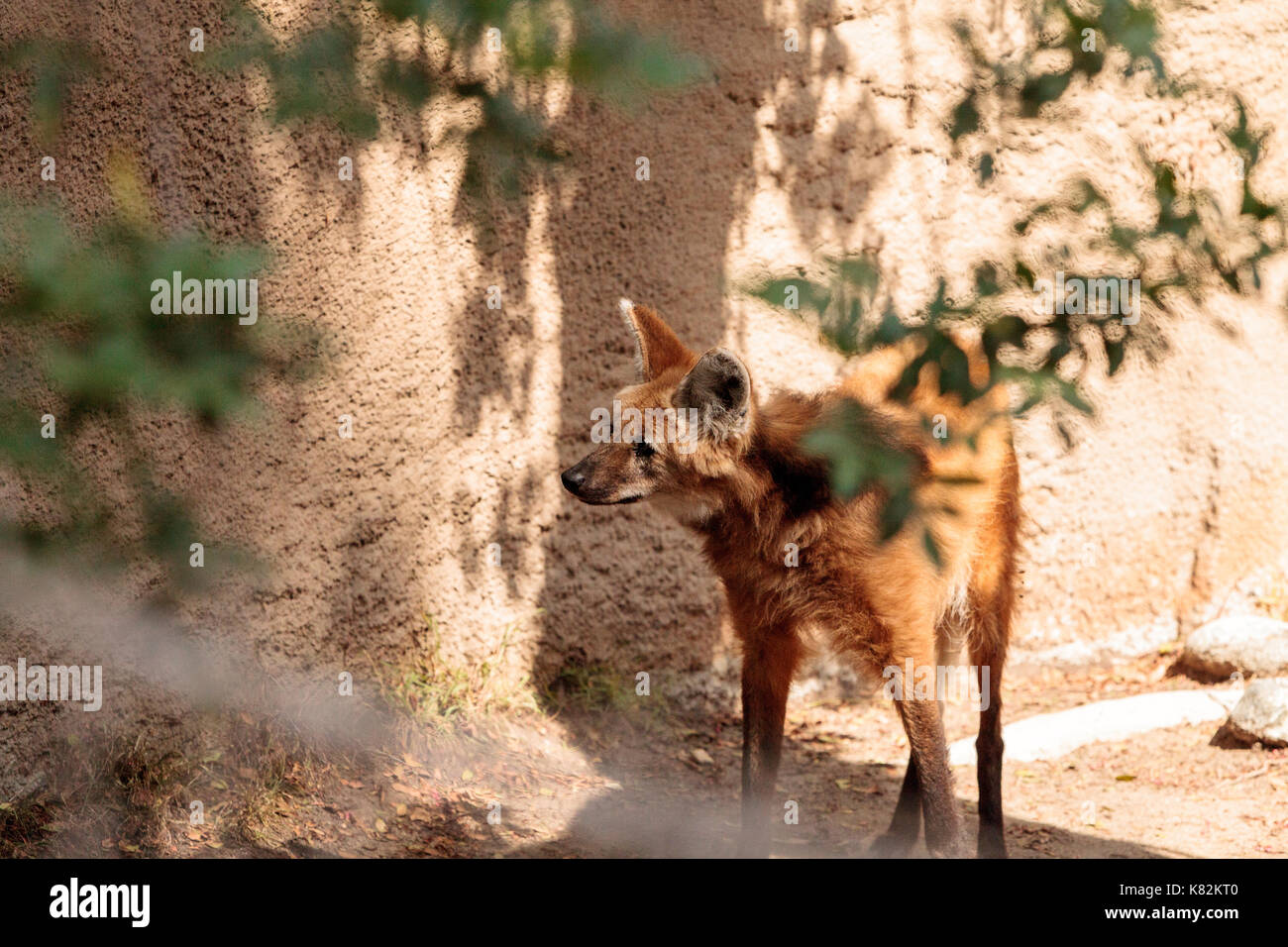 Maned wolf Chrysocyon brachyurus can be found in the grasslands of Bolivia, Brazil and Paraguay. Stock Photo