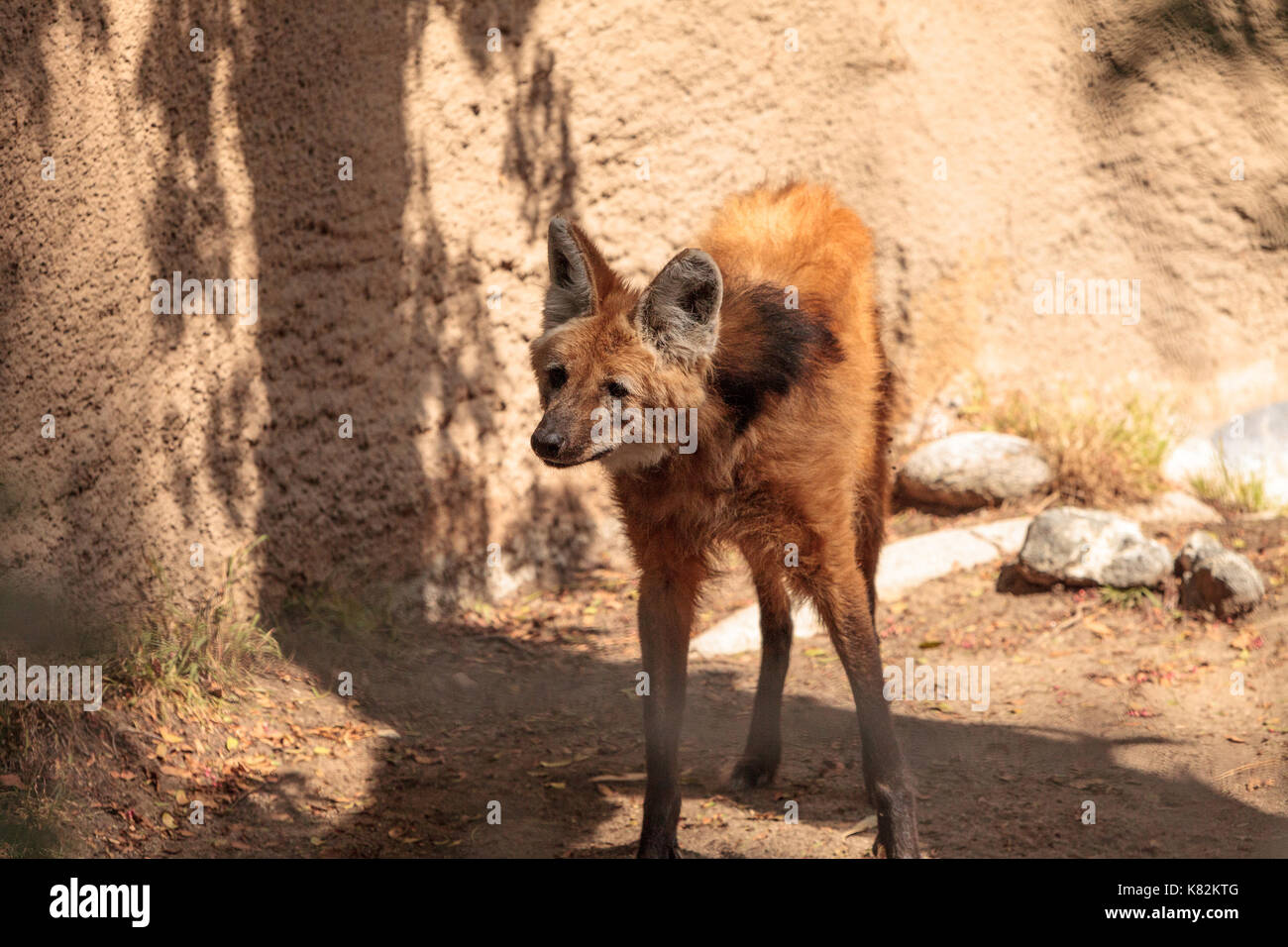 Maned wolf Chrysocyon brachyurus can be found in the grasslands of Bolivia, Brazil and Paraguay. Stock Photo