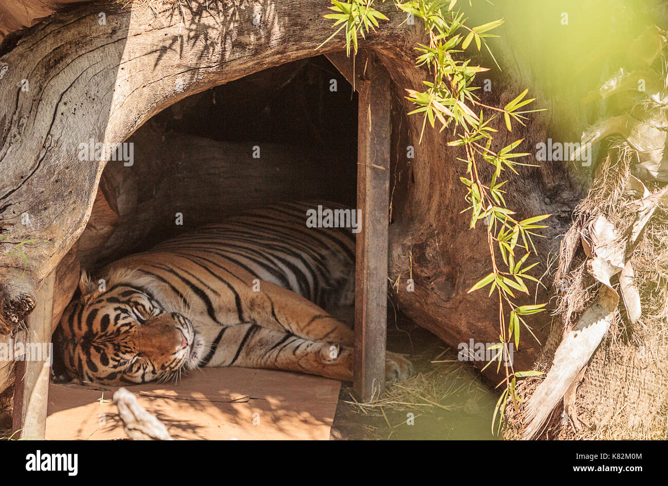 Bengal Tiger Panthera tigris is endangered in its native habitat of