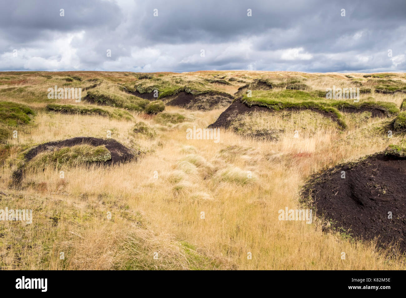 Moorland restoration. New grass growing on a partially restored moor, though peat still visible. Kinder Scout, Derbyshire, Peak District, England, UK Stock Photo