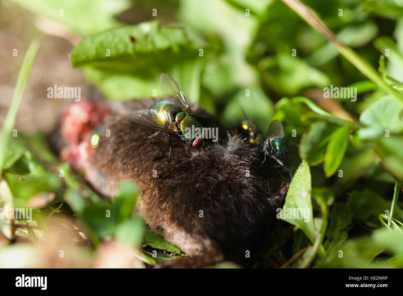 Large green flies sitting and crawling over body of dead mouse Stock