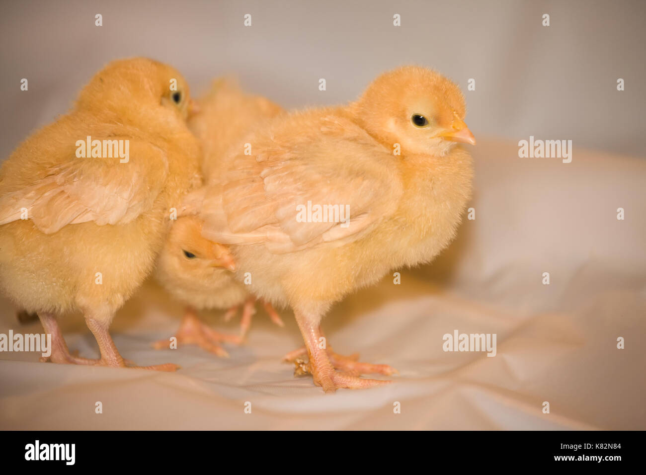 Three Buff Orpington chicks standing on white plastic at Baxtor Barn farm in Fall City, WA Stock Photo