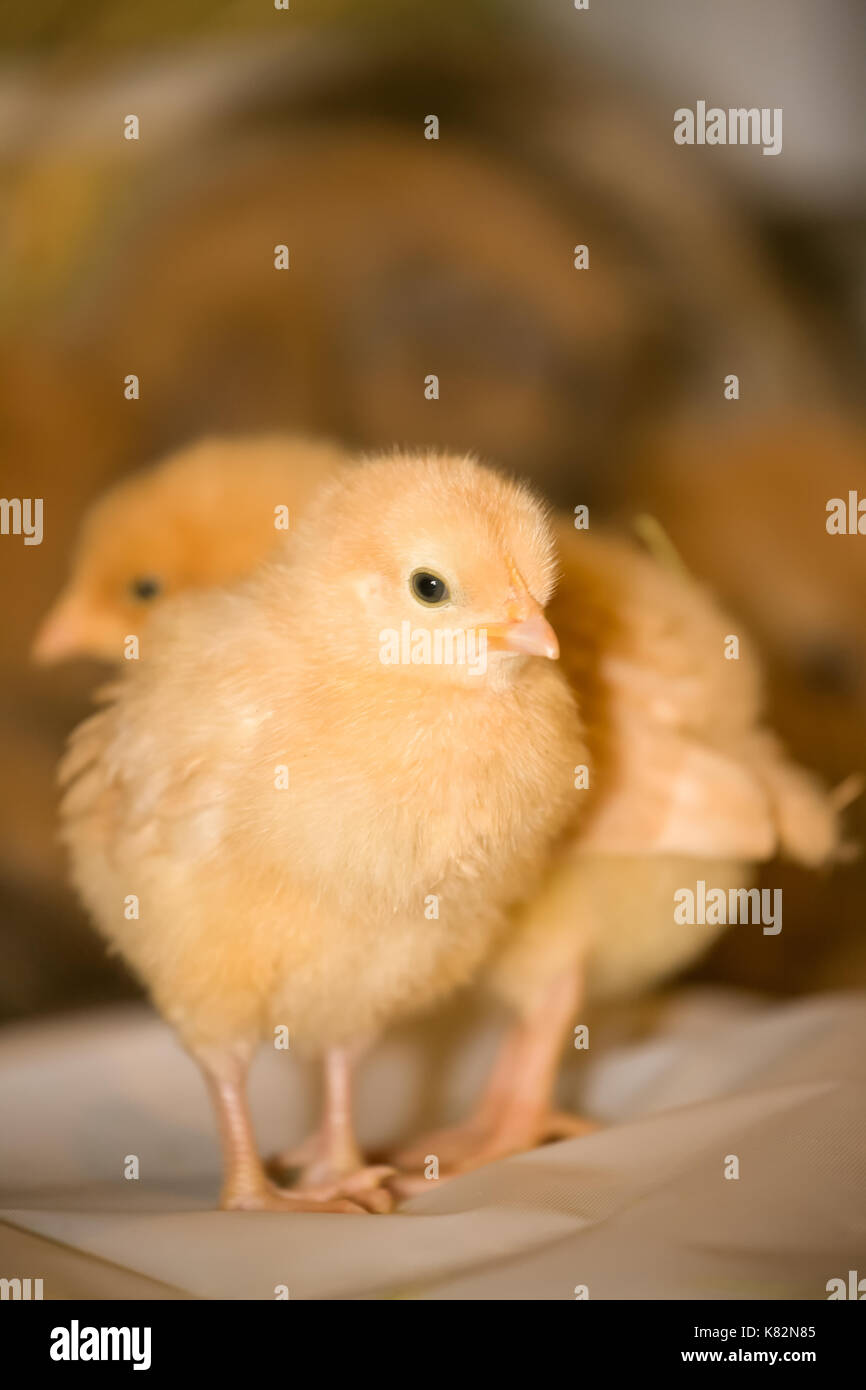 Two Buff Orpington chicks on white plastic, with a rabbit in the background, at Baxtor Barn farm in Fall City, WA Stock Photo