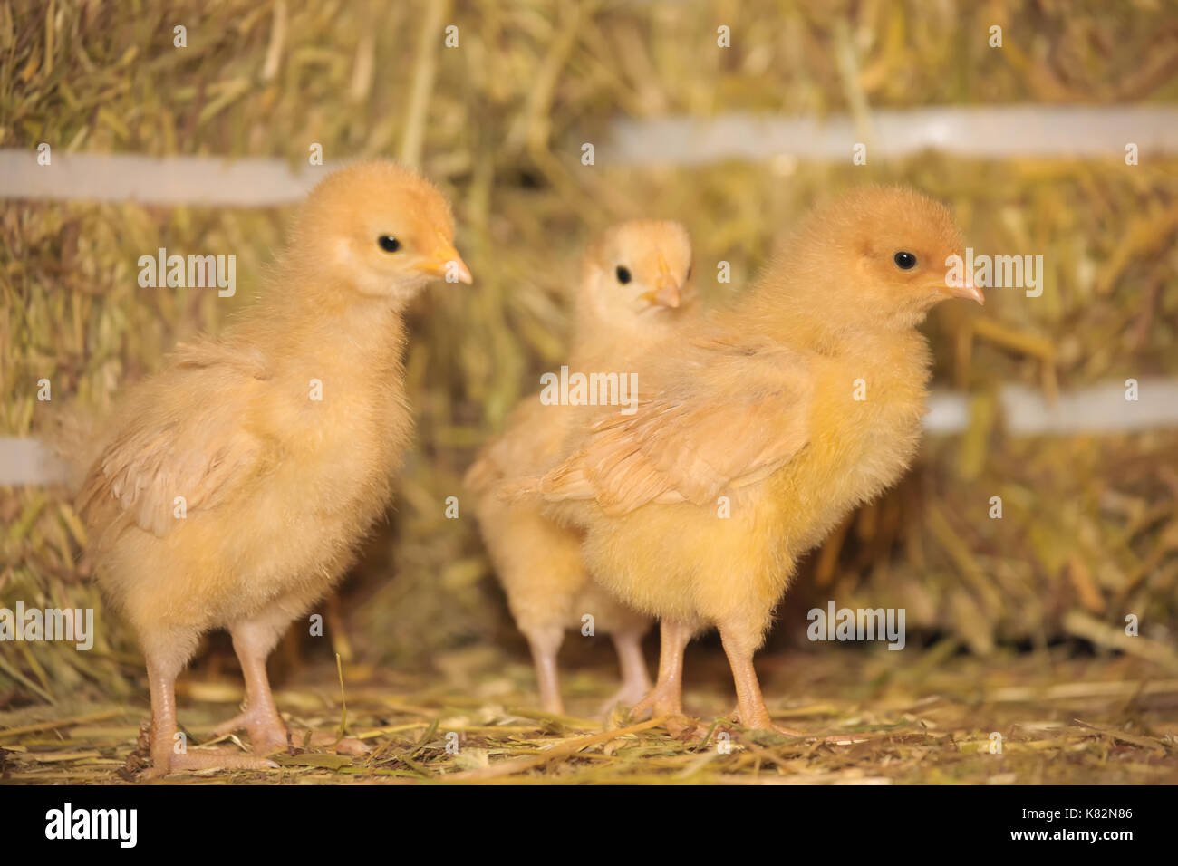 Three Buff Orpington chicks standing on a bale of hay at Baxtor Barn farm in Fall City, WA Stock Photo