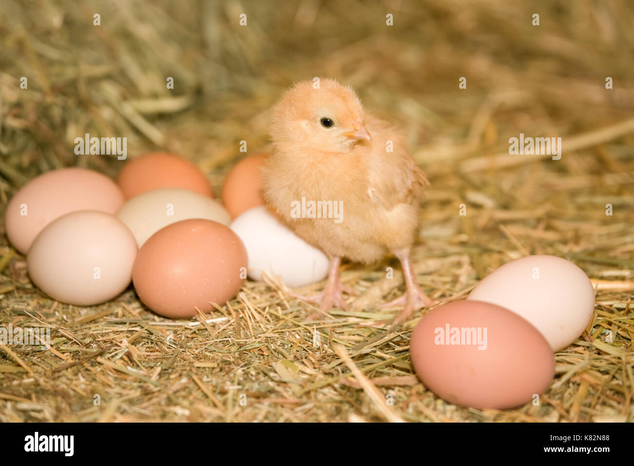 Buff Orpington chick standing beside eggs of various colors, at Baxtor Barn farm in Fall City, Washington, USA Stock Photo