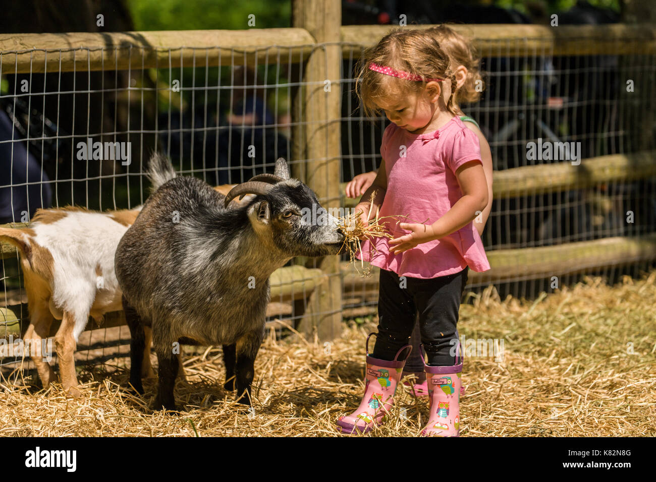 Toddler girl feeding hay to a Nigerian Pygmy goat at Fox Hollow Farm near Issaquah, Washington, USA.  Pygmy goats are not aggressive by nature but are Stock Photo