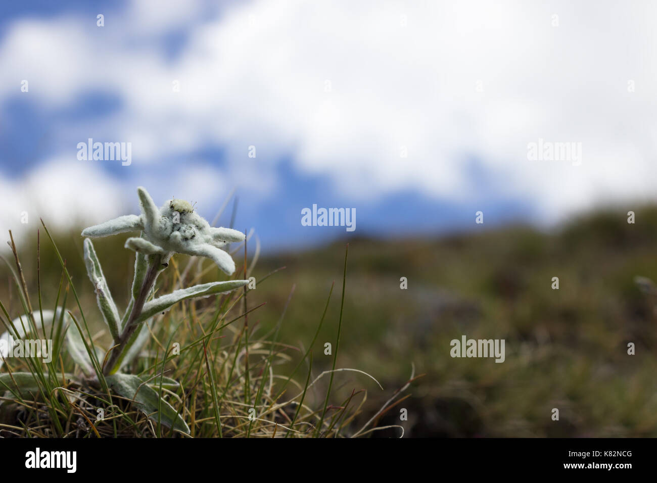Alpine flower, Leontopodium alpinum (Edelweiss) with cloudy sky as background. Copy space. Stock Photo