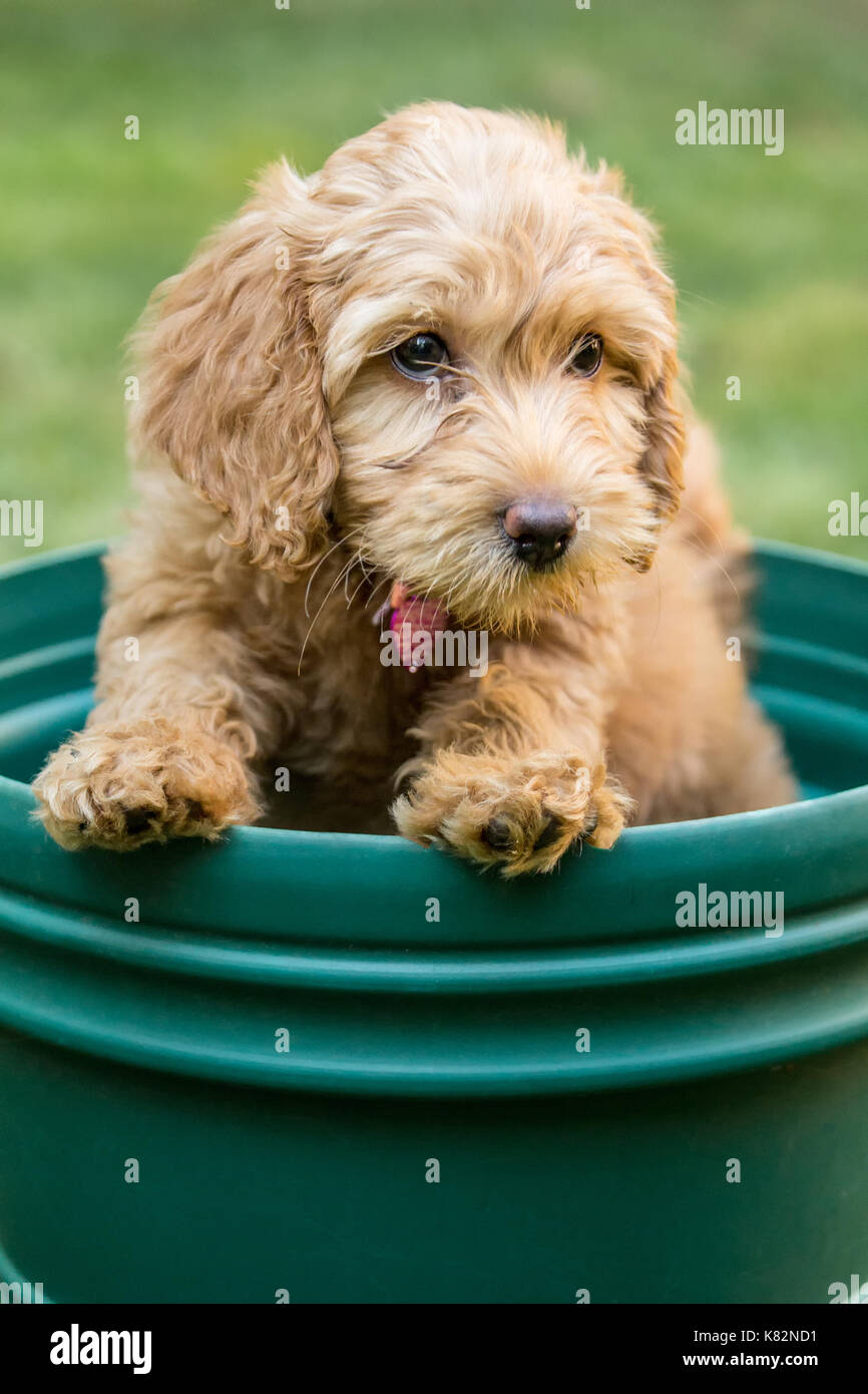 Eight week old Goldendoodle puppy 'Bella' sitting inside an empty flower pot, unsure how to get out, in Issaquah, Washington, USA Stock Photo