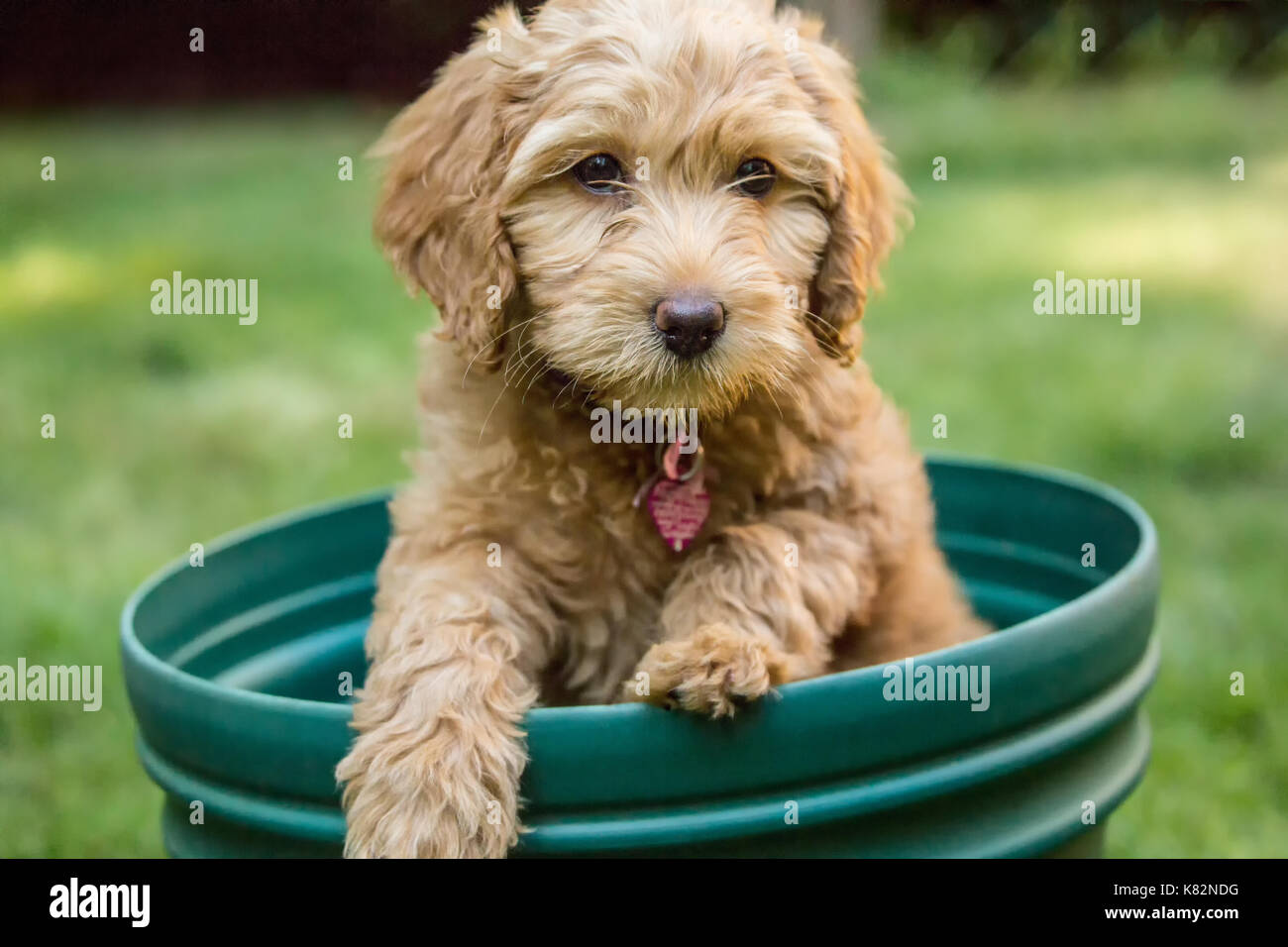 Eight week old Goldendoodle puppy 'Bella' sitting inside an empty flower pot, unsure how to get out, in Issaquah, Washington, USA Stock Photo